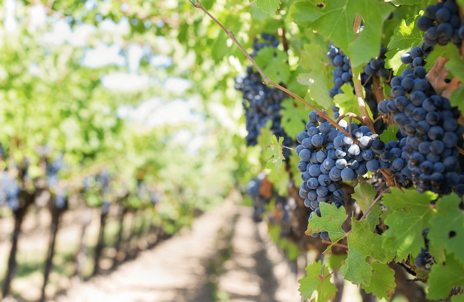 After years of steadily rising, wine consumption in France dipped as much as 30% in May 2021. Is the pandemic to blame? Or are drinking attitudes shifting?
